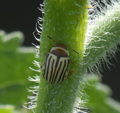 Zygogramma exclamationis