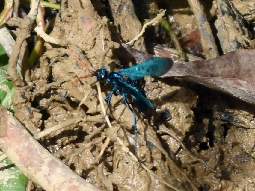 Orange-horned Tarantula Hawk