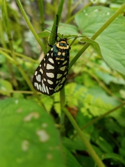 Aglaomorpha plagiata