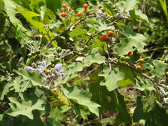 Solanum violaceum