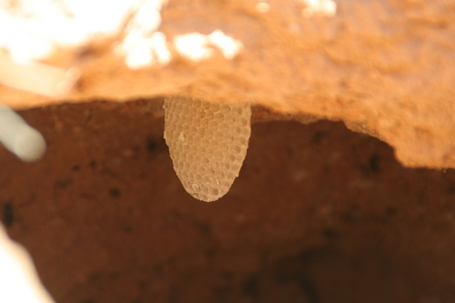 Western Honey Bee