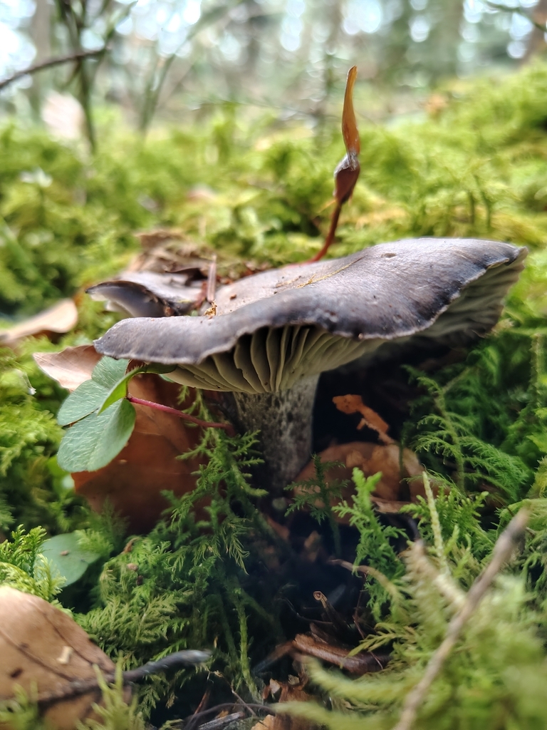 Hygrophorus marzuolus · March 2026 · photo: © vuikaan (iNaturalist, cc-by)