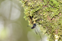 Neopilionidae