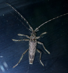 Elytrimitatrix undata