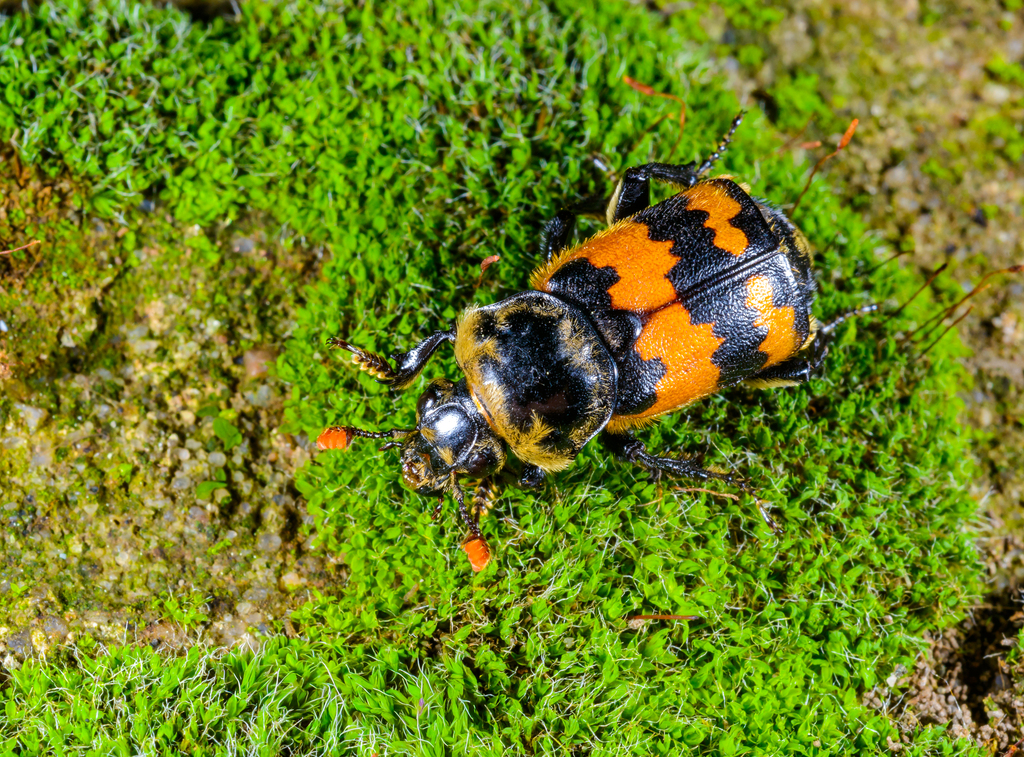 Nicrophorus antennatus