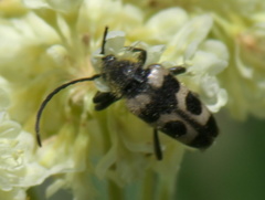 Judolia instabilis