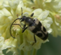Judolia instabilis