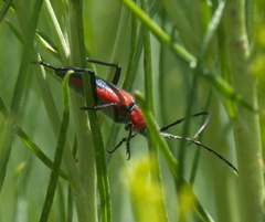 Crossidius coralinus
