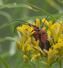 Crossidius coralinus