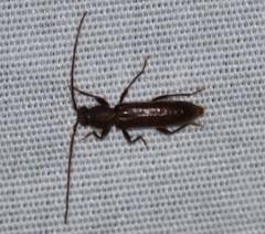 Geropa concolor