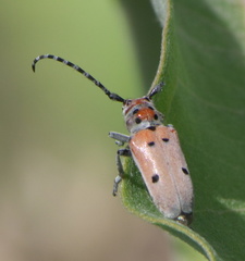 Tetraopes annulatus
