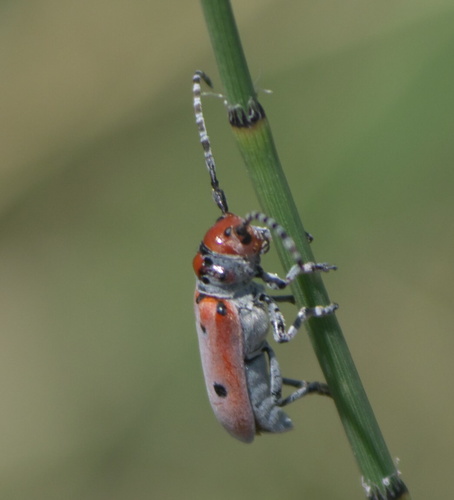 Ringed Long-horned Beetle photo 4