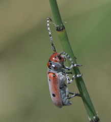 Tetraopes annulatus