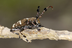 Tetrasarus formosus
