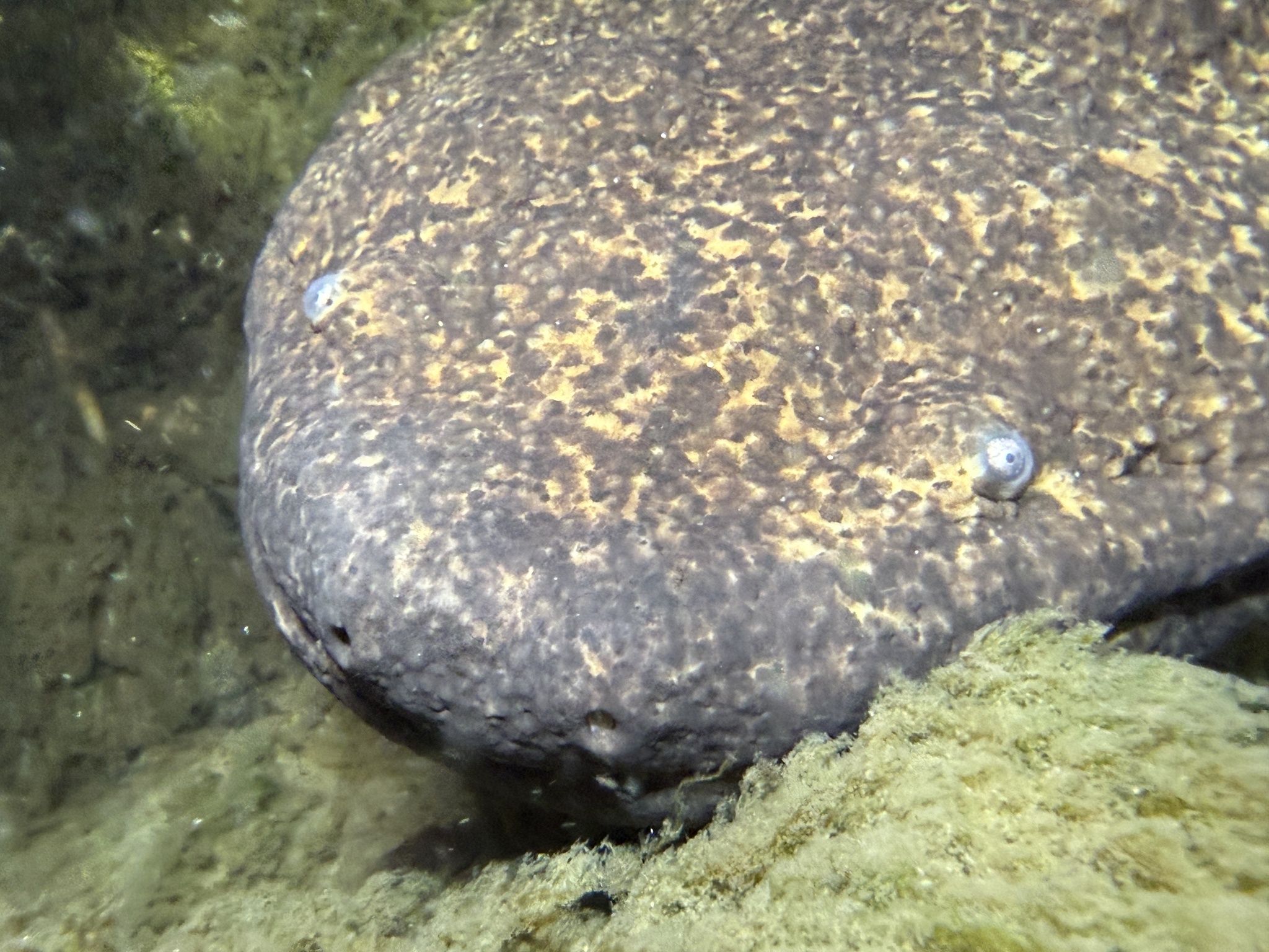 Andrias japonicus (Temminck, 1836)