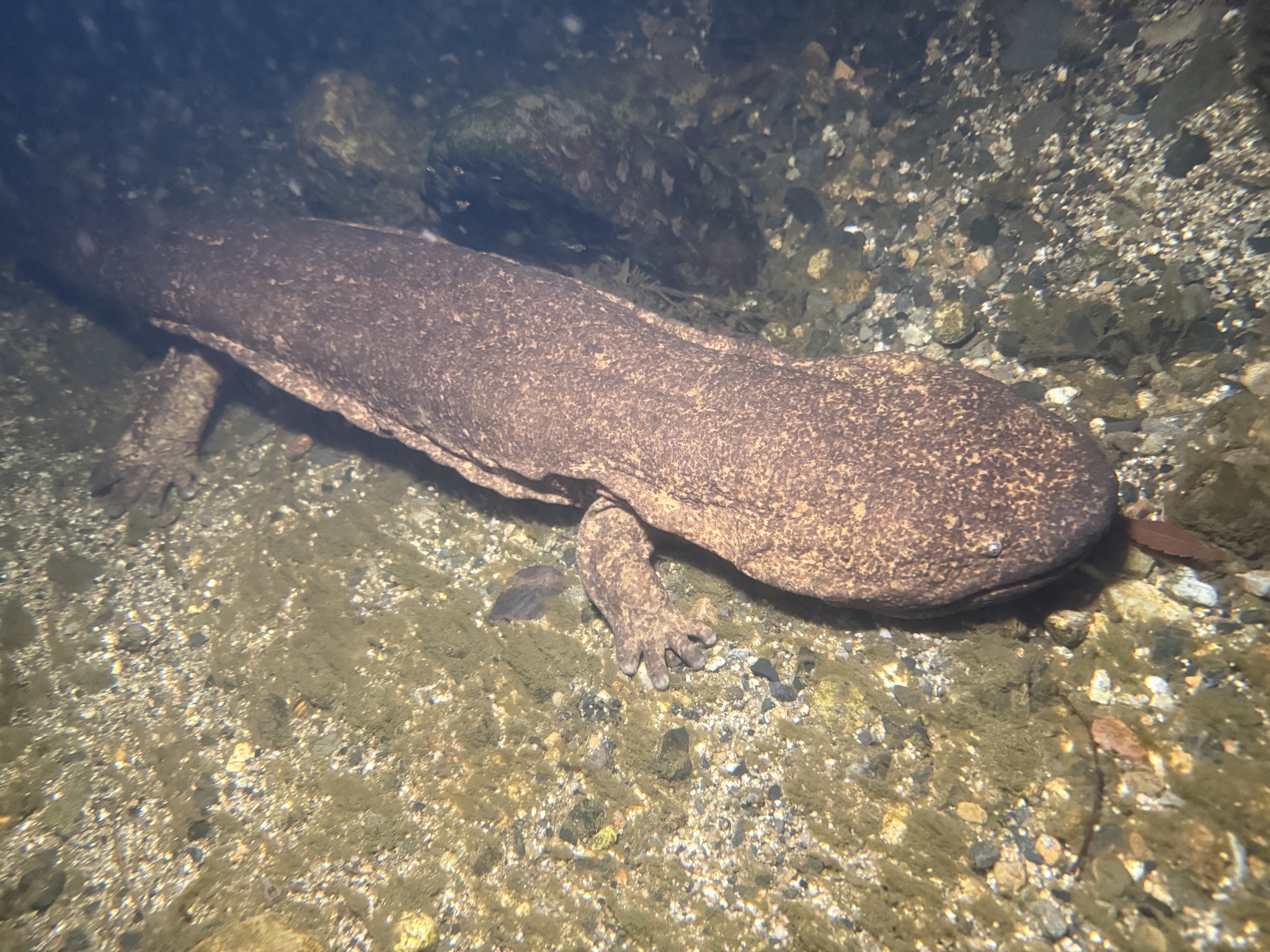Andrias japonicus (Temminck, 1836)