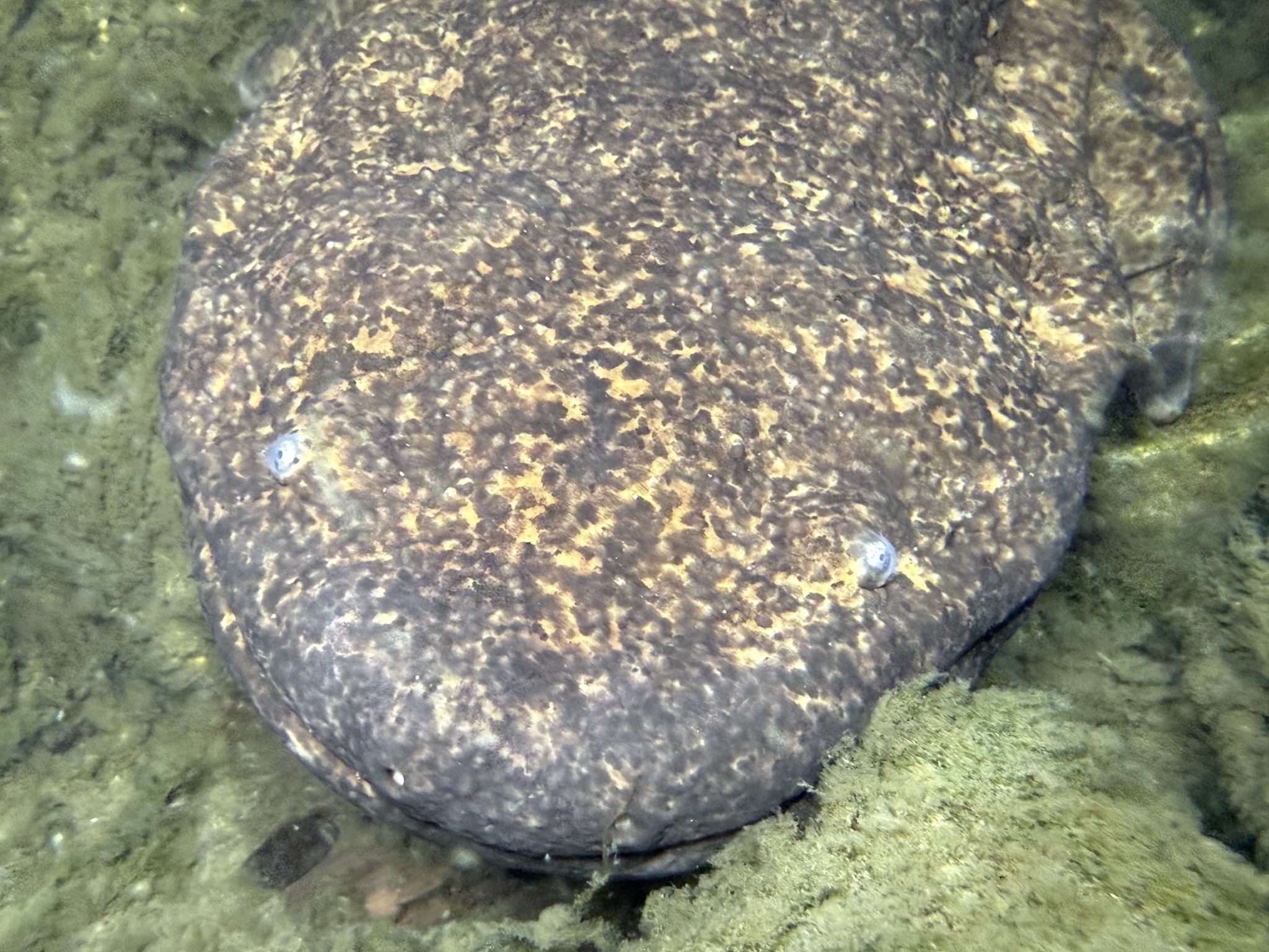 Andrias japonicus (Temminck, 1836)