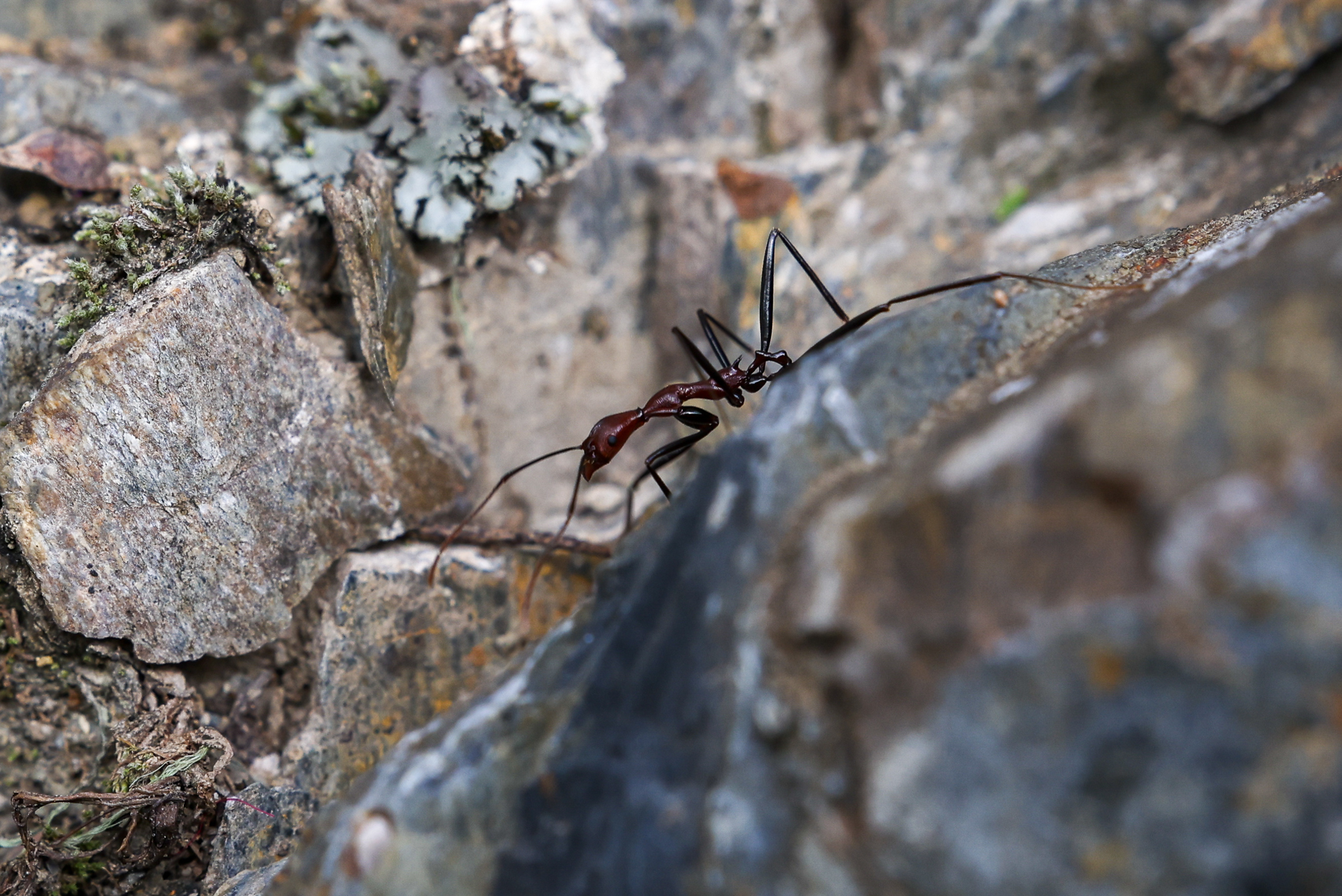 Aphaenogaster shangrila