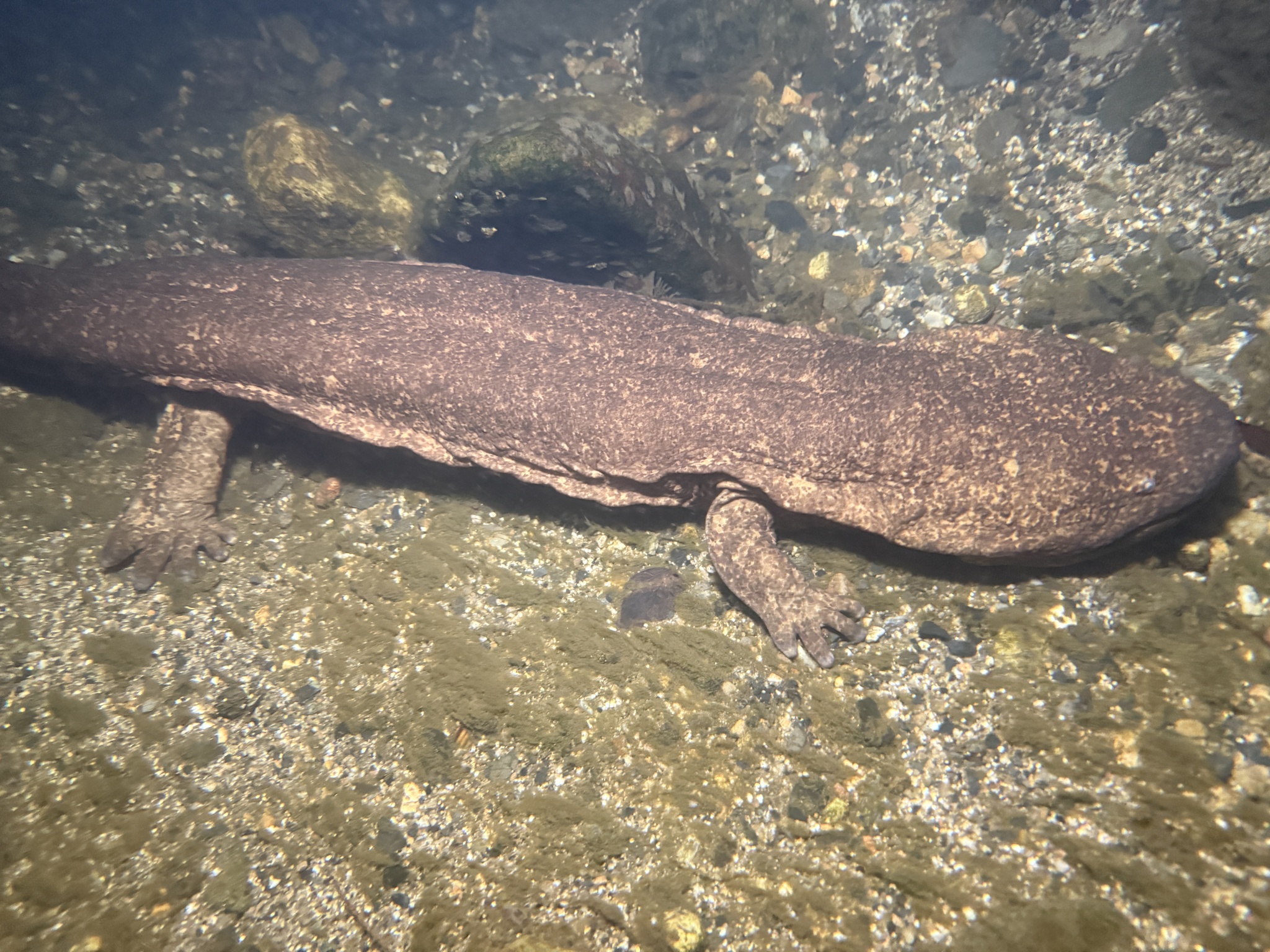 Andrias japonicus (Temminck, 1836)