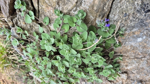 Raceme Catnip (Nepeta racemosa)