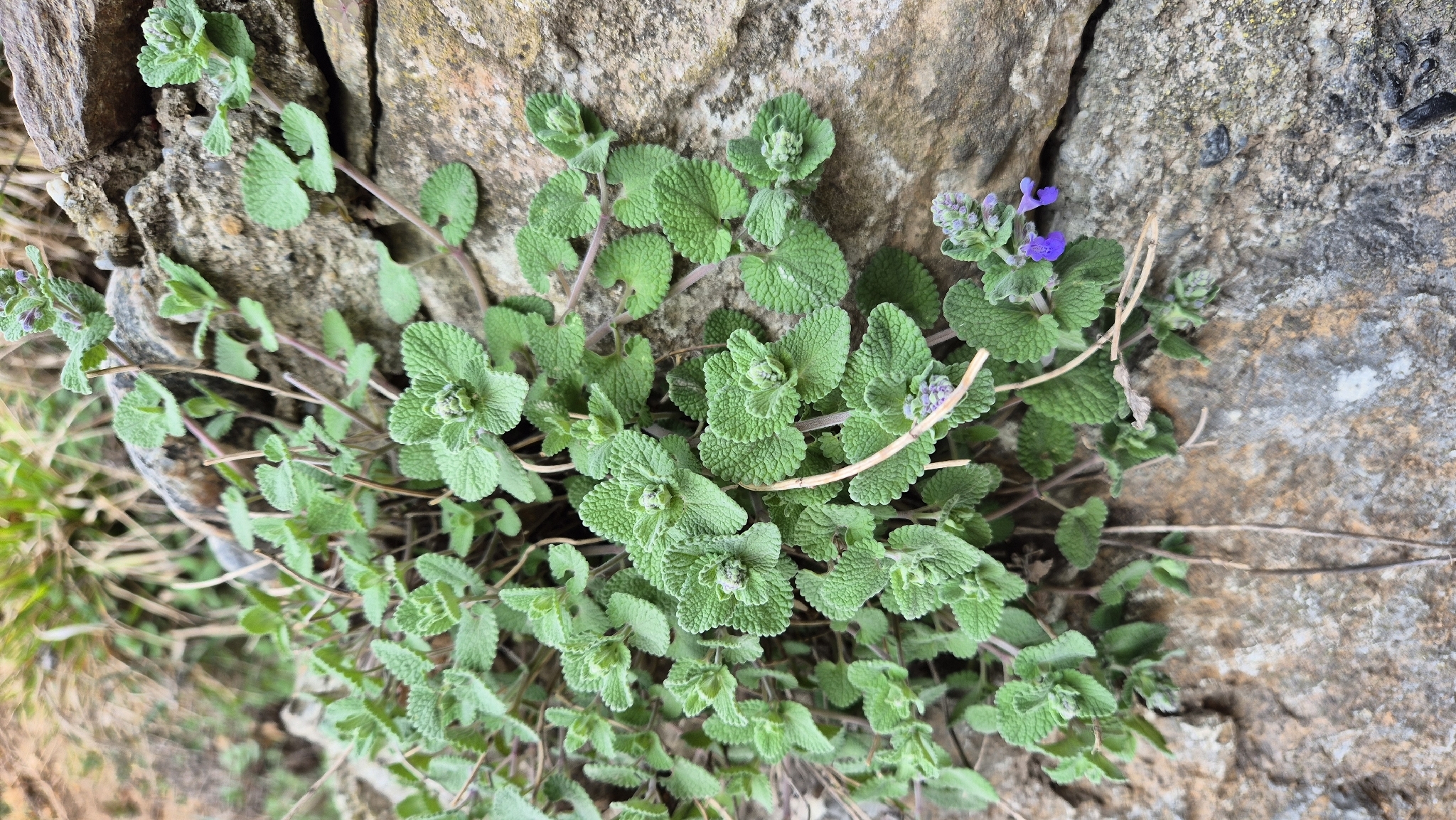 Raceme Catnip (Nepeta racemosa)