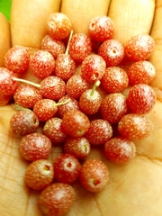 Elaeagnaceae