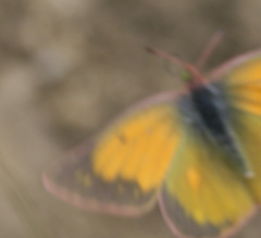 Colias meadii