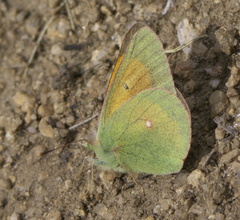 Colias meadii