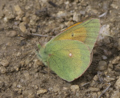Colias meadii