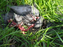 Fulica americana americana