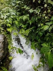 Elatostema lineolatum