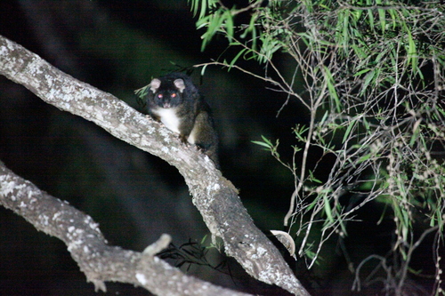 Western Ring-tailed Possum