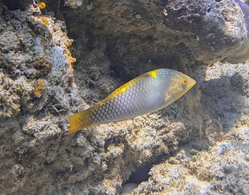 Halichoeres hortulanus