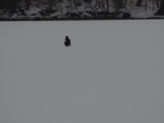 Haliaeetus pelagicus