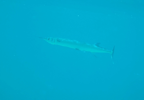 Tylosurus crocodilus