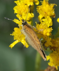 Tharsalea dorcas sangremar