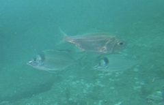 Paratrachichthys trailli