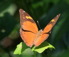 Doleschallia polibete