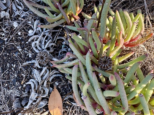 Strandveld Beachfig (Jordaaniella dubia)