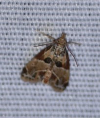 Neodavisia melusina