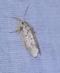 Enaemia basistriga