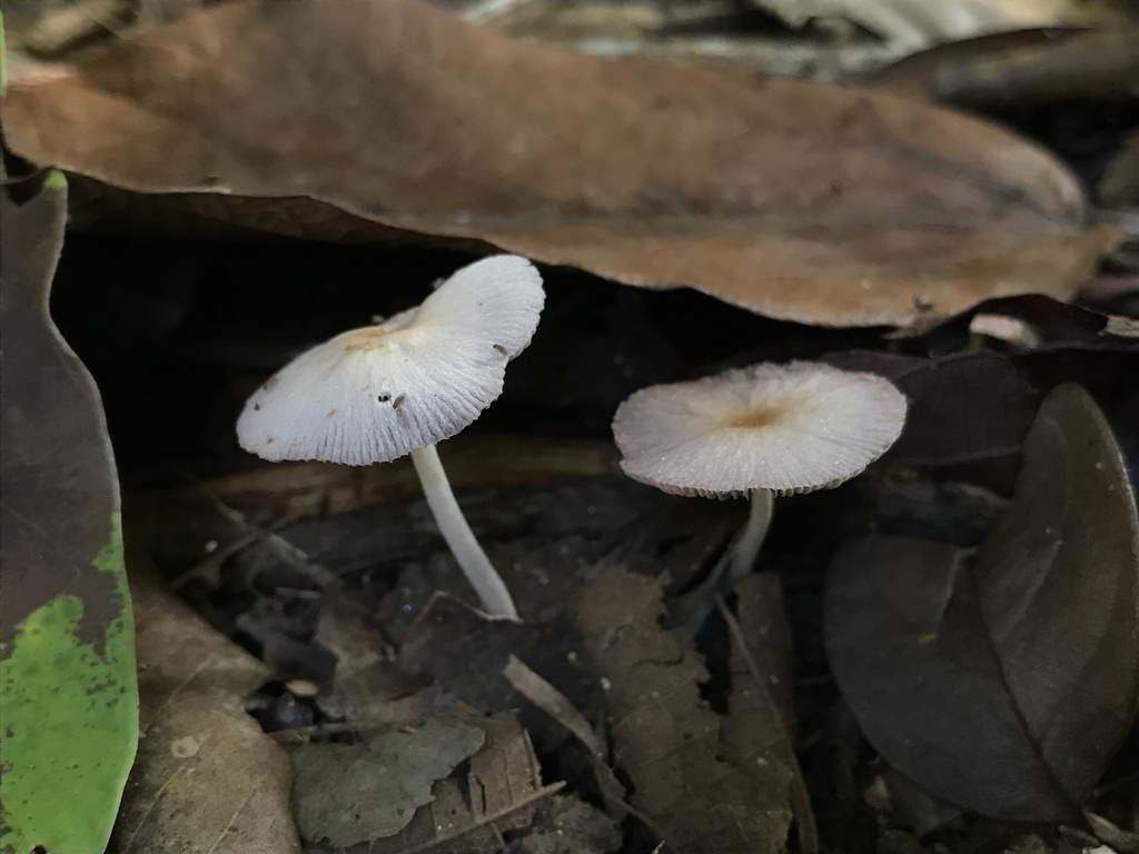 Coprinellus aureogranulatus · March 2026 · photo: © paganka (iNaturalist, cc-by-nc)