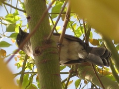 Pycnonotus barbatus