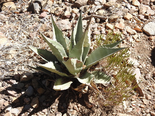 Havard's Century Plant (Agave havardiana)