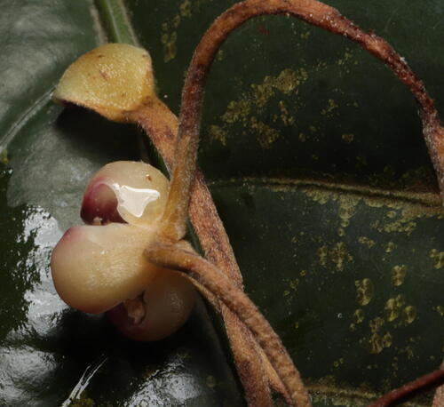 Cyathocalyx observed 2026-03-15