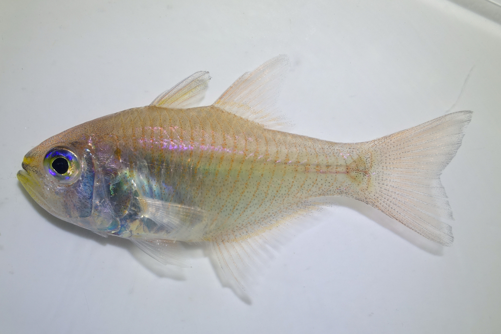 Orangelined Cardinalfish