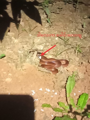 Gore's coral snake