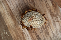 Polistes carnifex carnifex