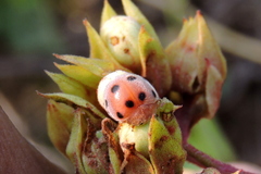 Henosepilachna indica