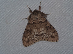 Lymantria grisea